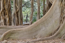 Palerme ,Jardin Botanique ,Décembre 2016 FIcus Benghalensis