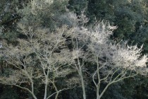 Roma ,Orto Botanico, Febbraio, 2017 Roma ,Orto Botanico, Febbraio, 2017