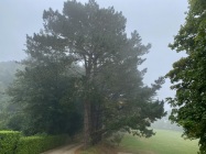 Bretagne, Septembre 2021 Pinus Insignis