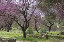 Grèce, Olympie,  Aprile,2013