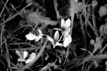 Bretagne , Septembre 2018, cyclamens dans la prairie