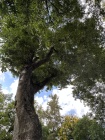 Roma, Orto Botanico, Settembre, 2023