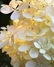 Bretagne , Juillet 2024 hortensia paniculata