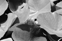 Rome, Jardin Botanique, Juin 2019 Nénufar Blanc